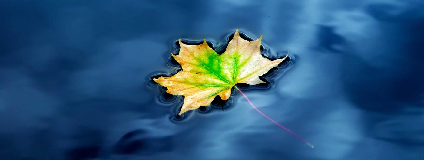 Single maple leaf floating on blue water