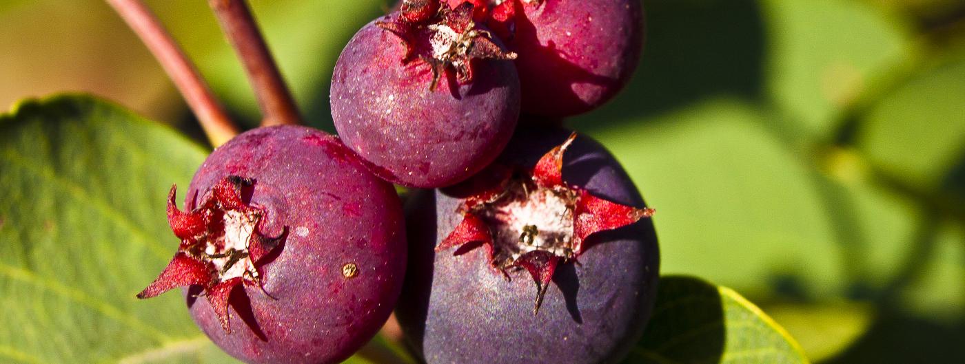 Macro photograph of purple wild berries
