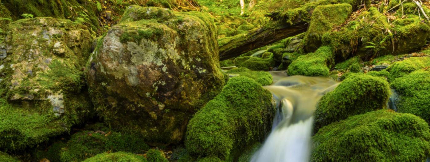 Water running over green mossy rocks