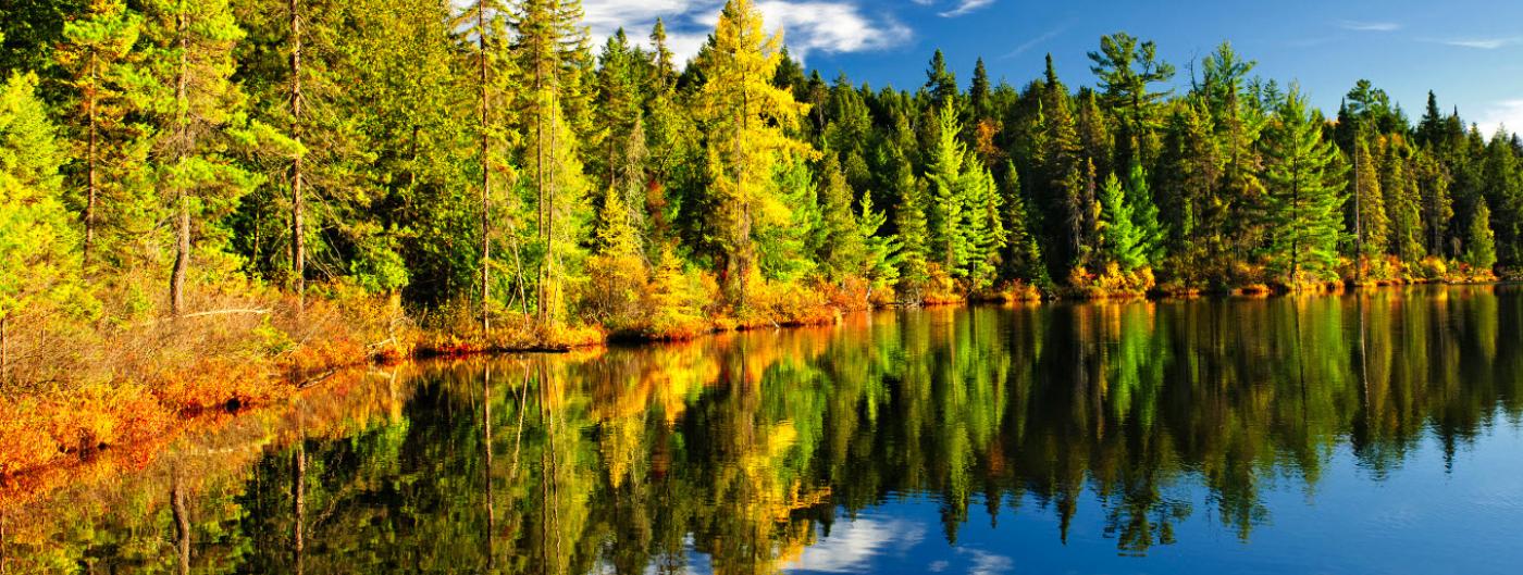 Pine trees and sky reflected in still lake