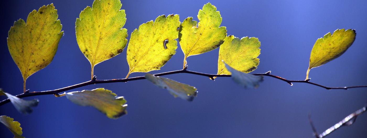 Sprig of yellow leaves against a blurry background