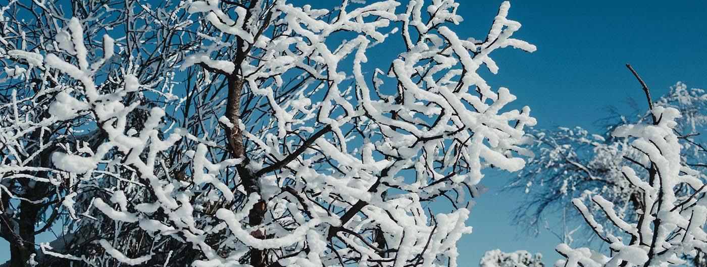 Snow covered tree branches against a deep blue sky