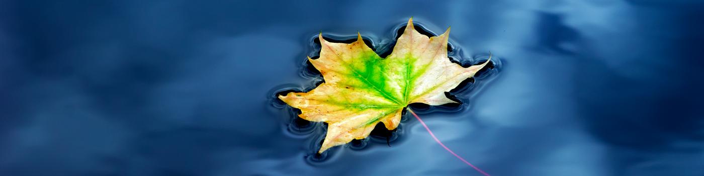 A maple leaf floating on blue water