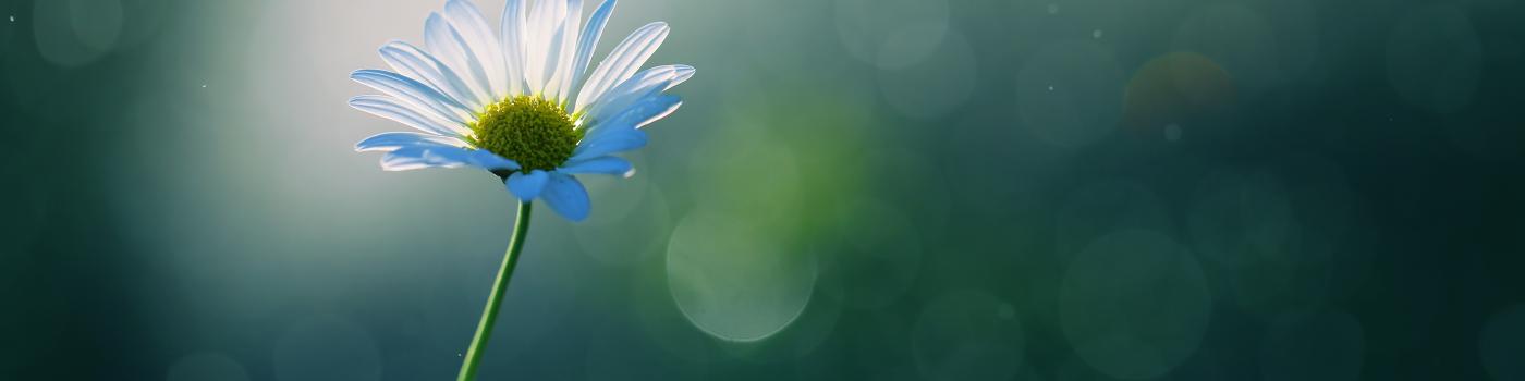 Single daisy lit by a beam of sunlight