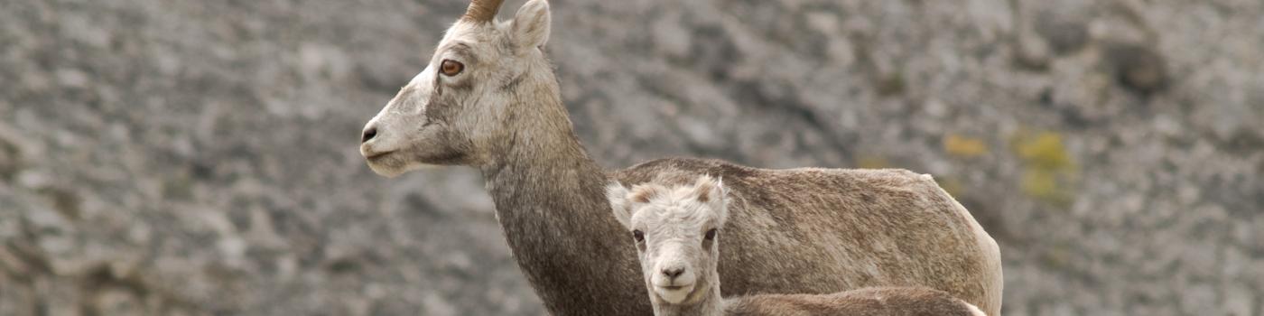 Mother mountain goat with baby at her side