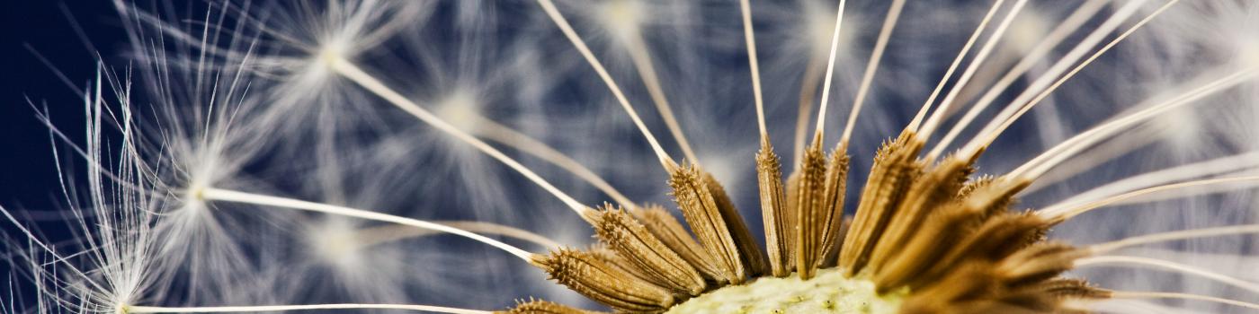 Close-up macro photo of a dandelion in seed