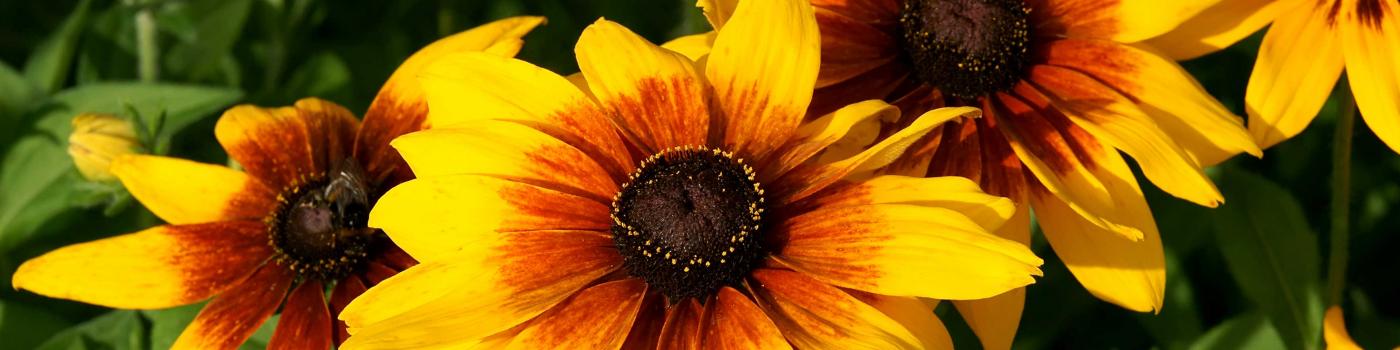 Black-Eyed Susan flowers in sunlight