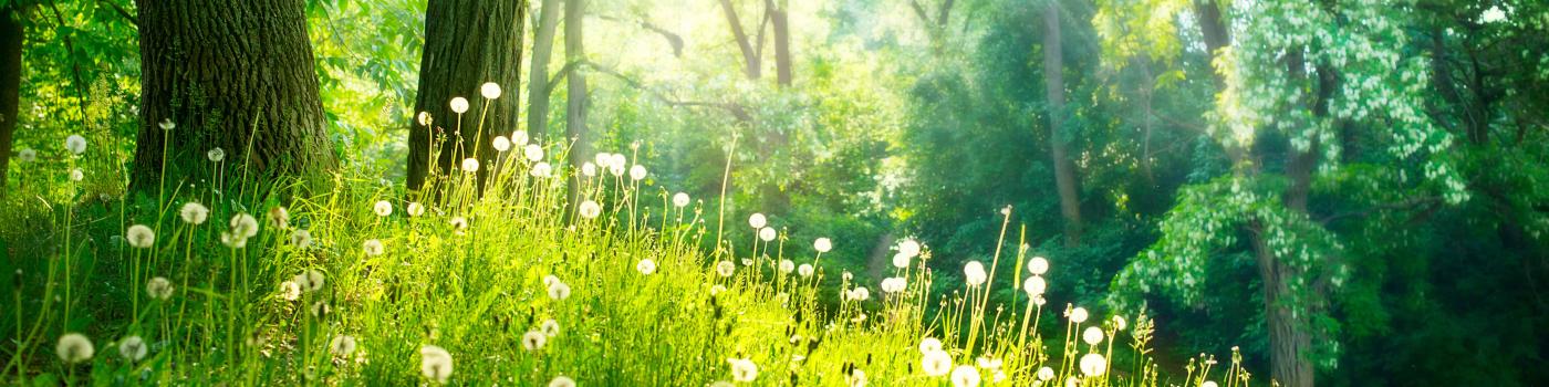 Sunlight on a grass and flower meadow