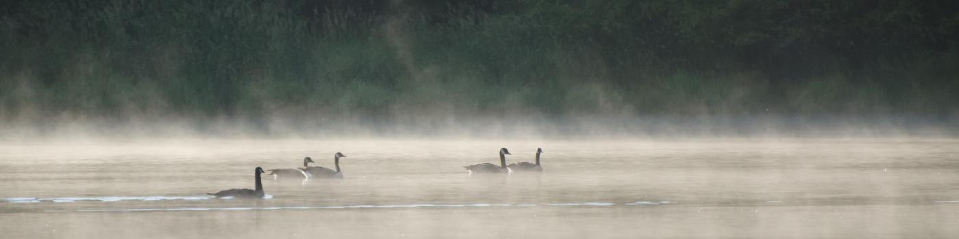 ducks on the water with steam rising