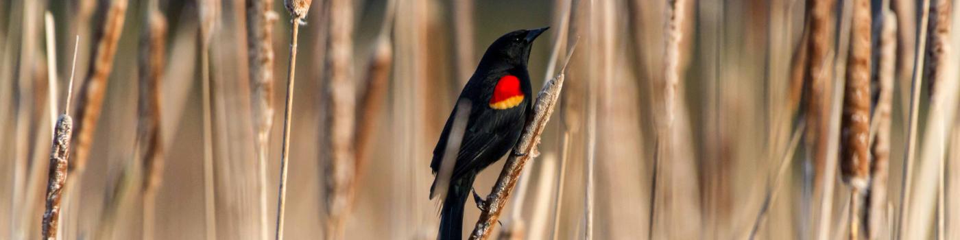 Red-Winged Black bird sitting on bull rushes