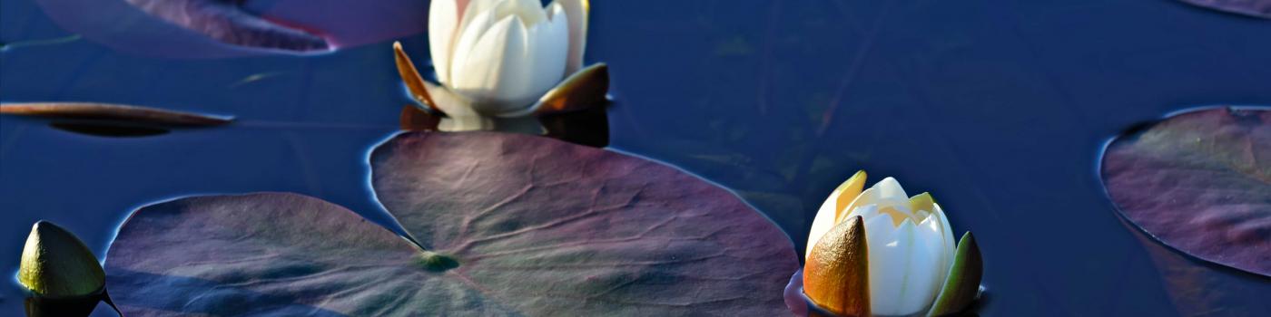 lily pads and flowers on water