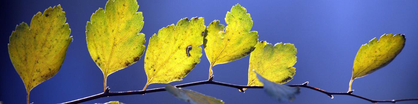 Yellow leaves against a deep blue sky