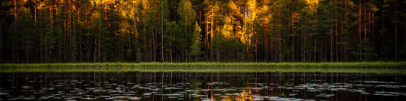 Fall colours reflected in a northern lake