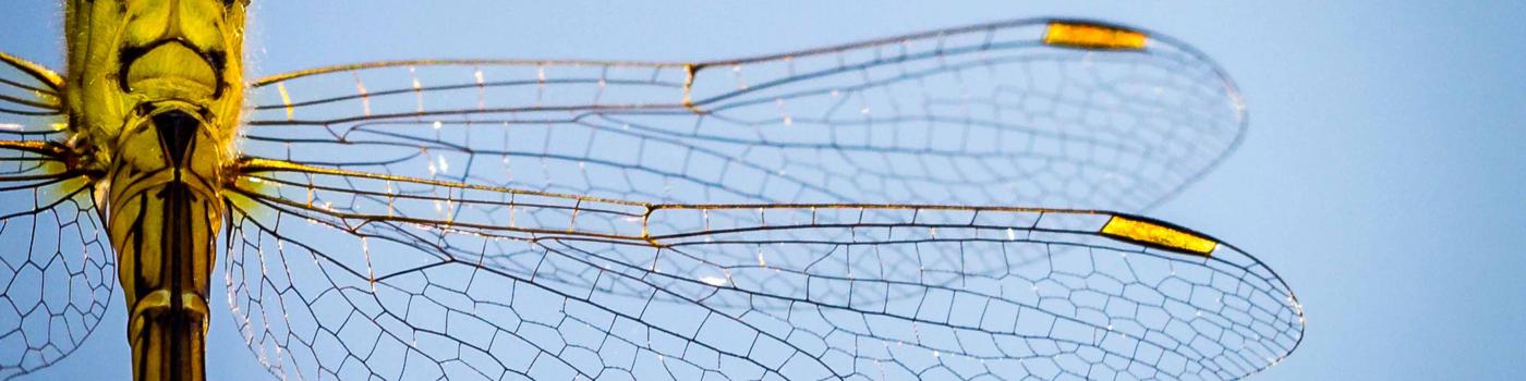 Close-up of a dragonfly wings and body