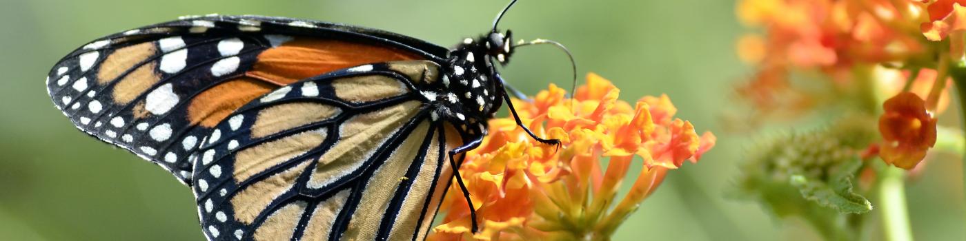 butterfly on orange flowers