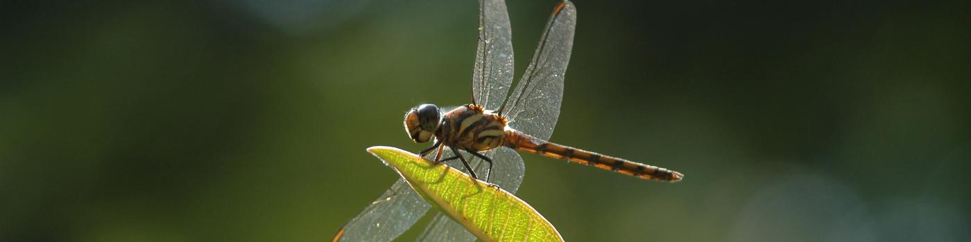 Dragonfly on a leaf