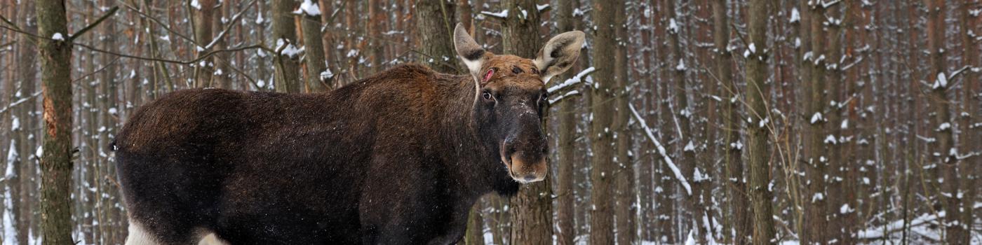 A moose standing in the snow with pine forest behind