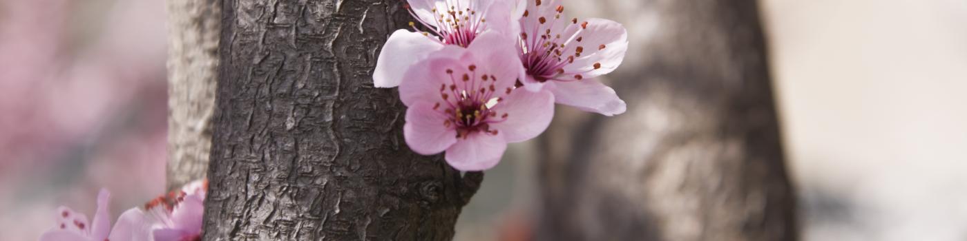 Pink blossoms and bark of the tree