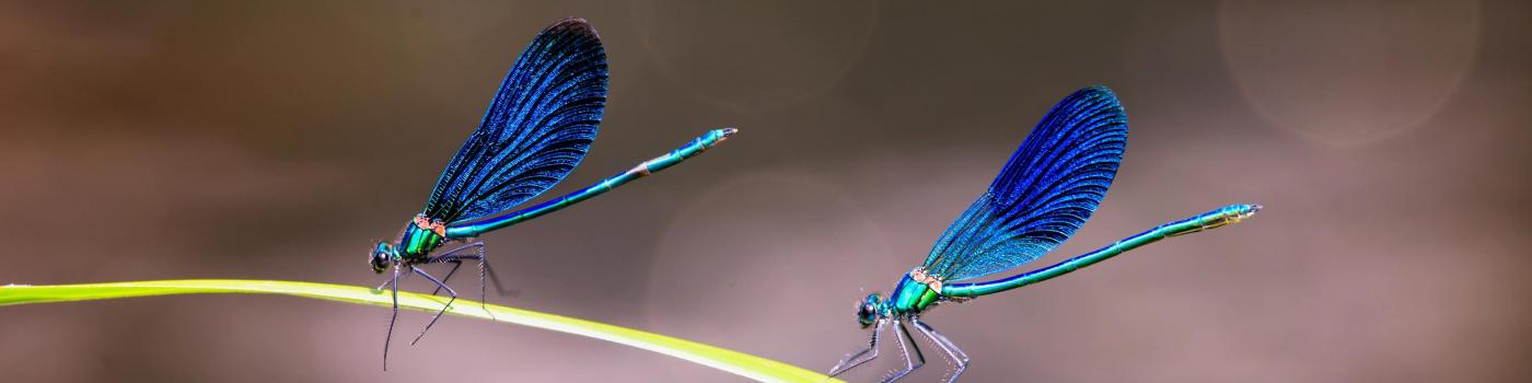two blue dragonflies on a blade of grass