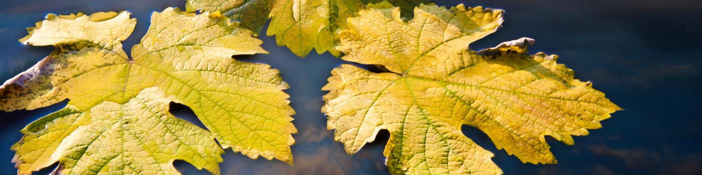 Three yellow fall leaves lying on sky reflecting water surface