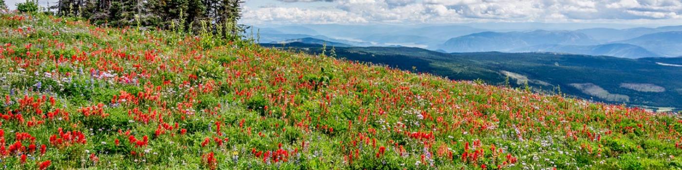 Alpine field of spring flowers