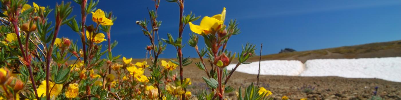 Yellow alpine flowers and remnants of winter snow