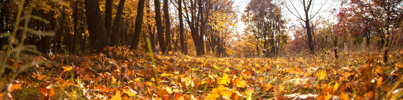 Autumn forest floor covered in leaves