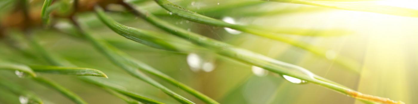 Water droplets on the ends of some pine needles