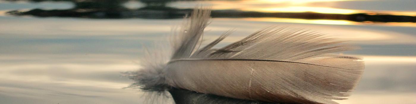 feather floating on still water