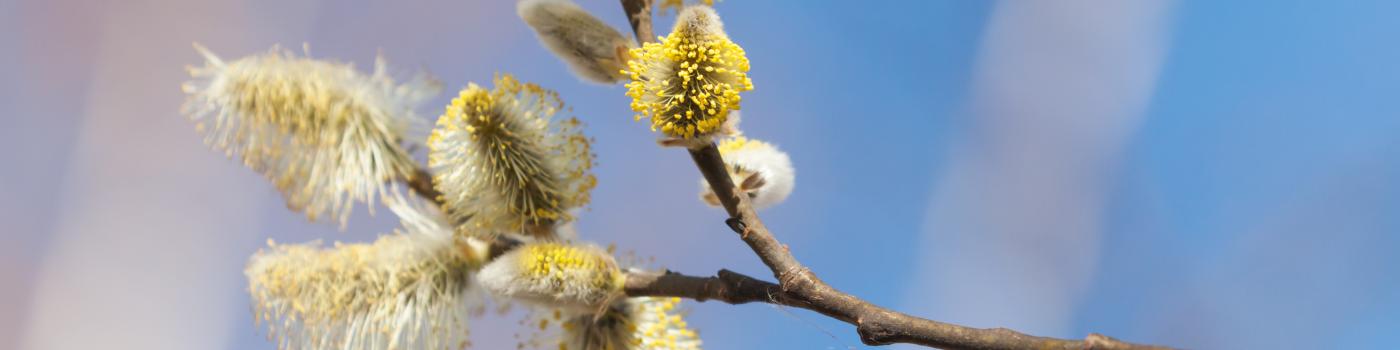 Pussy willow blossoms against the sky