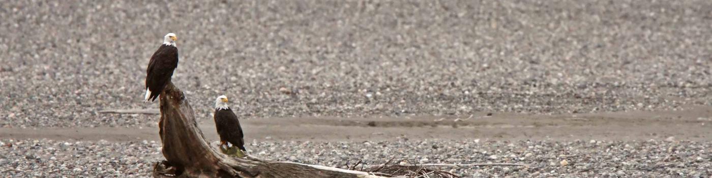 Two bald eagles resting on driftwood in dry riverbed