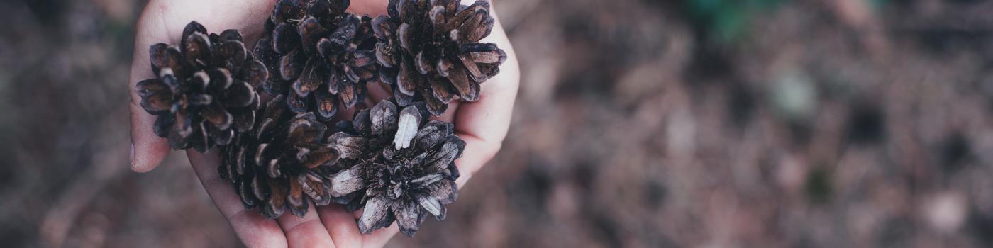 Two hands holding out pine cones