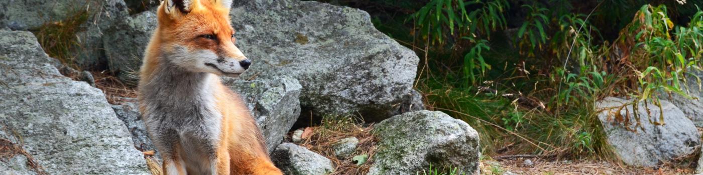 A red fox sitting on some rocks in wilderness