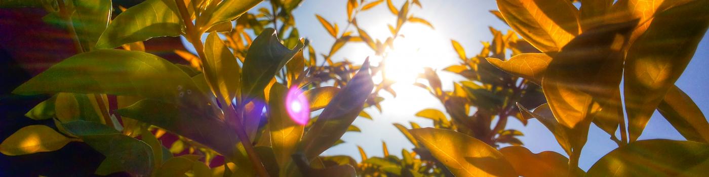 light through orange leaves