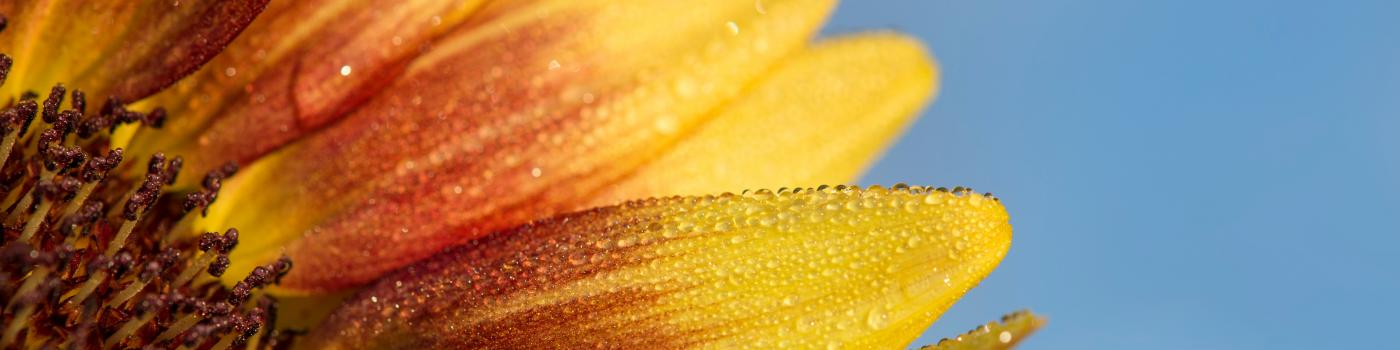 Close-up macro photo of a yellow flower