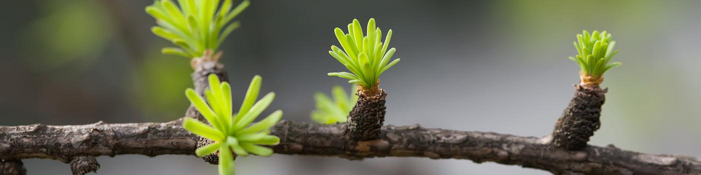 spring tree branch with green buds emerging 