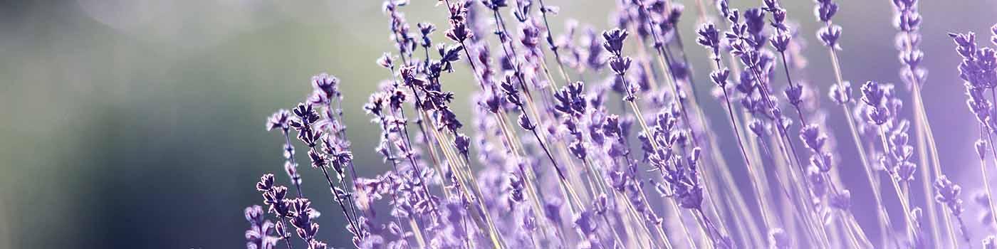 purple lavender in the sunlight