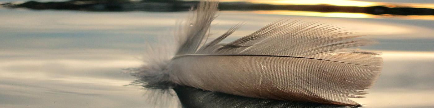 feather floating on water