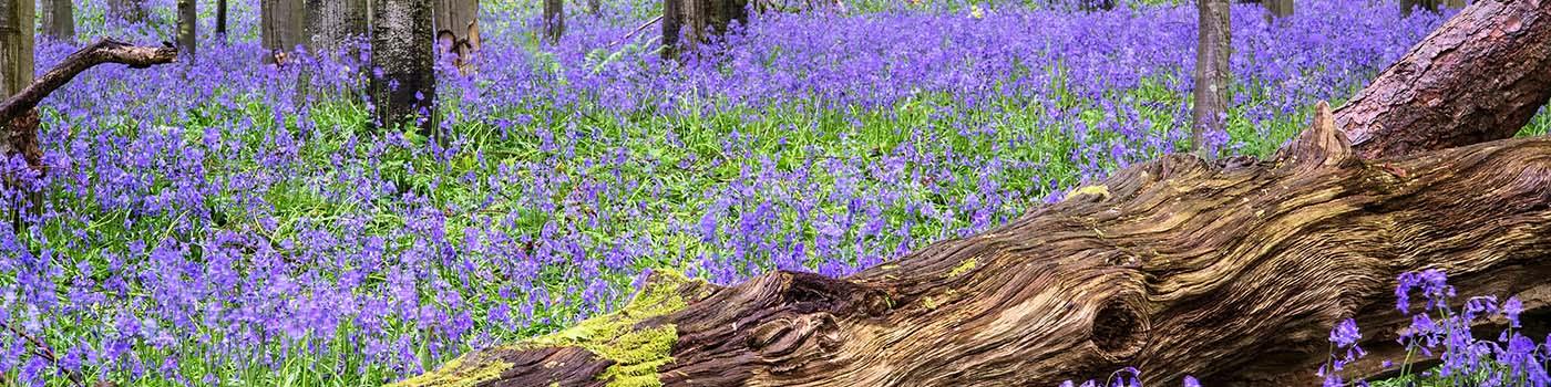 purple wild flowers in the forest with fallen tree