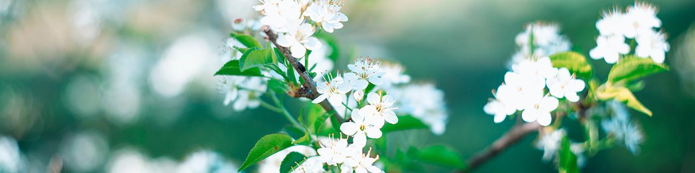 white blooming flowers on a tree