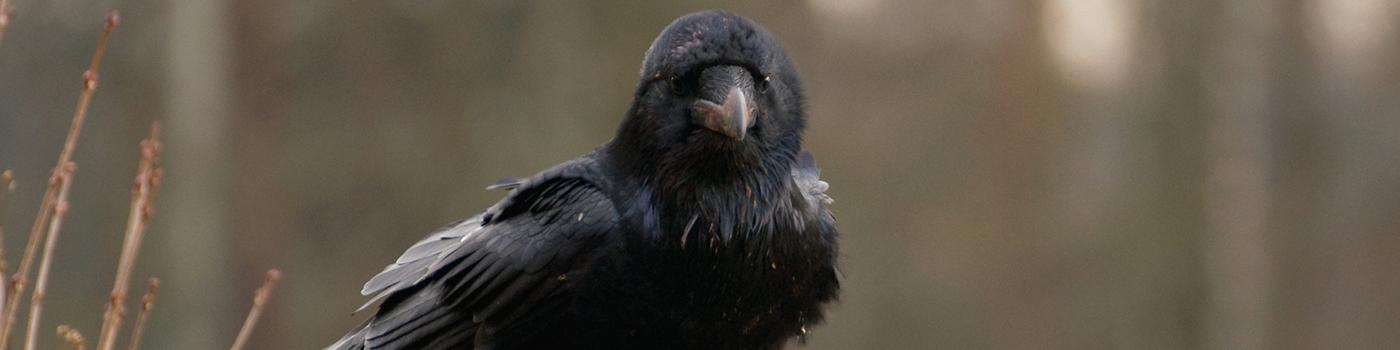 black raven sitting on a leafless branch