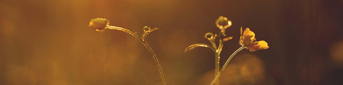 brown background with mustard coloured plant