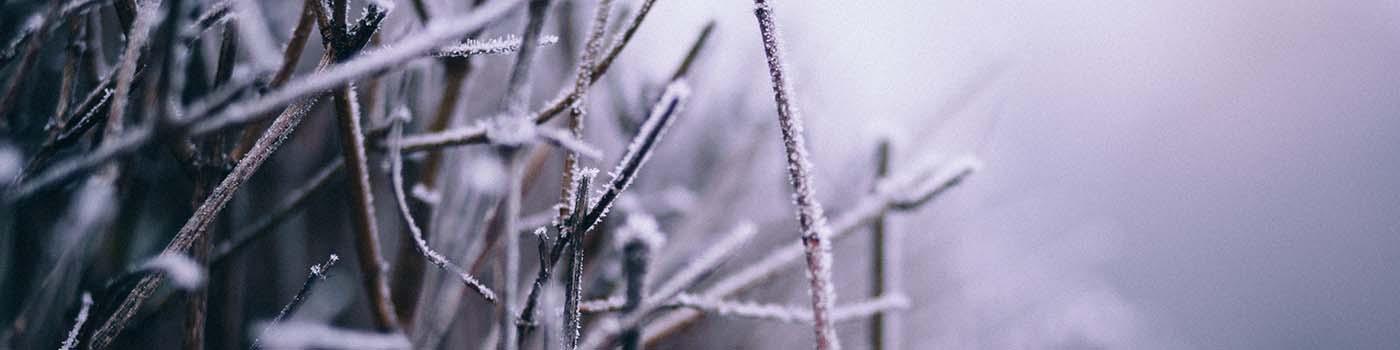 frosty twigs in the winter
