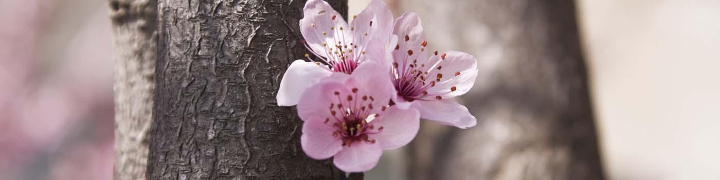 pink flower on tree in spring