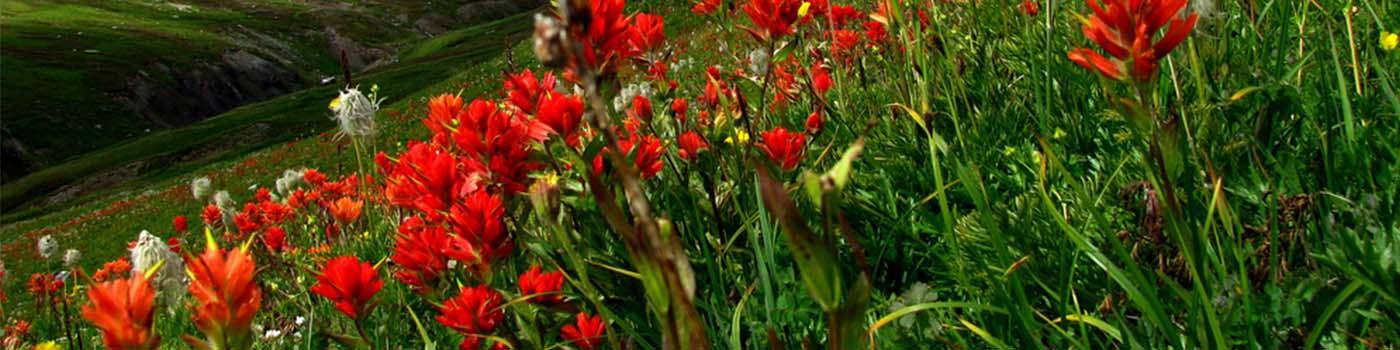 red flowers on a green rolling hill