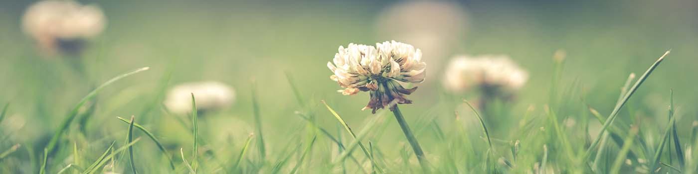 honey suckle flowers in a green field