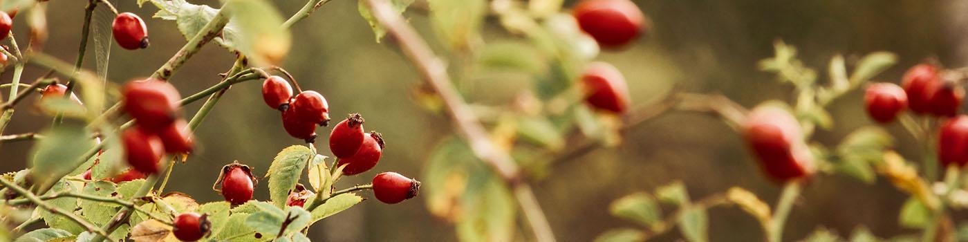 rosehips on  tree branch zoomed in 