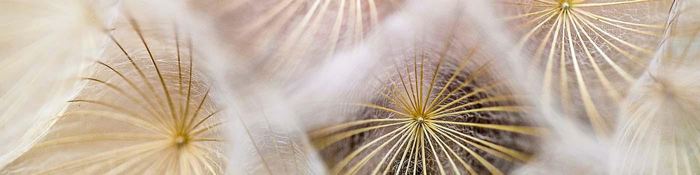 dandelion puffs close up with yellow and white colour tones