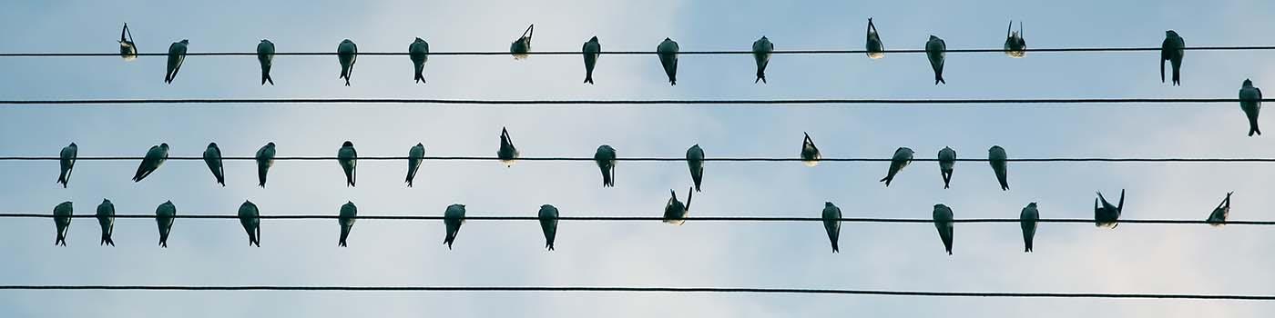 Dozens of birds sitting on several telephone wires in the blue sky