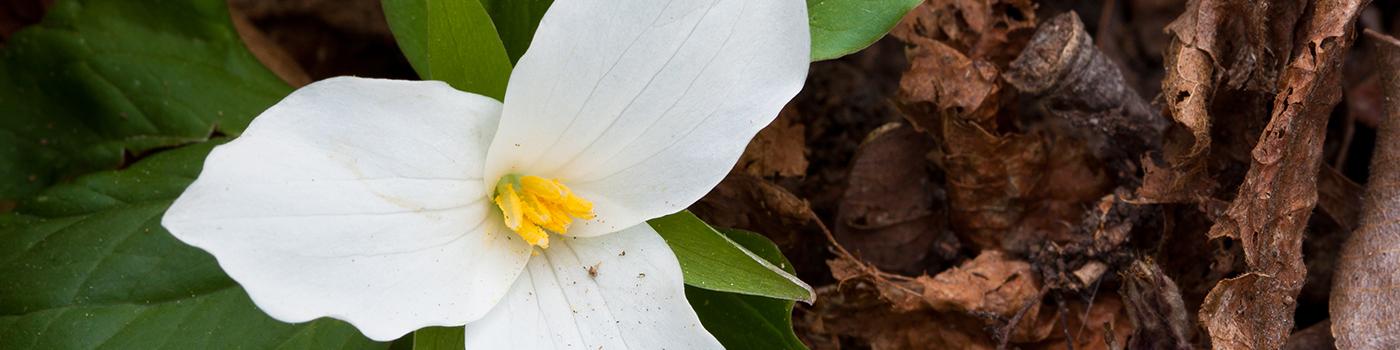 white dogwood flower on a brown branch